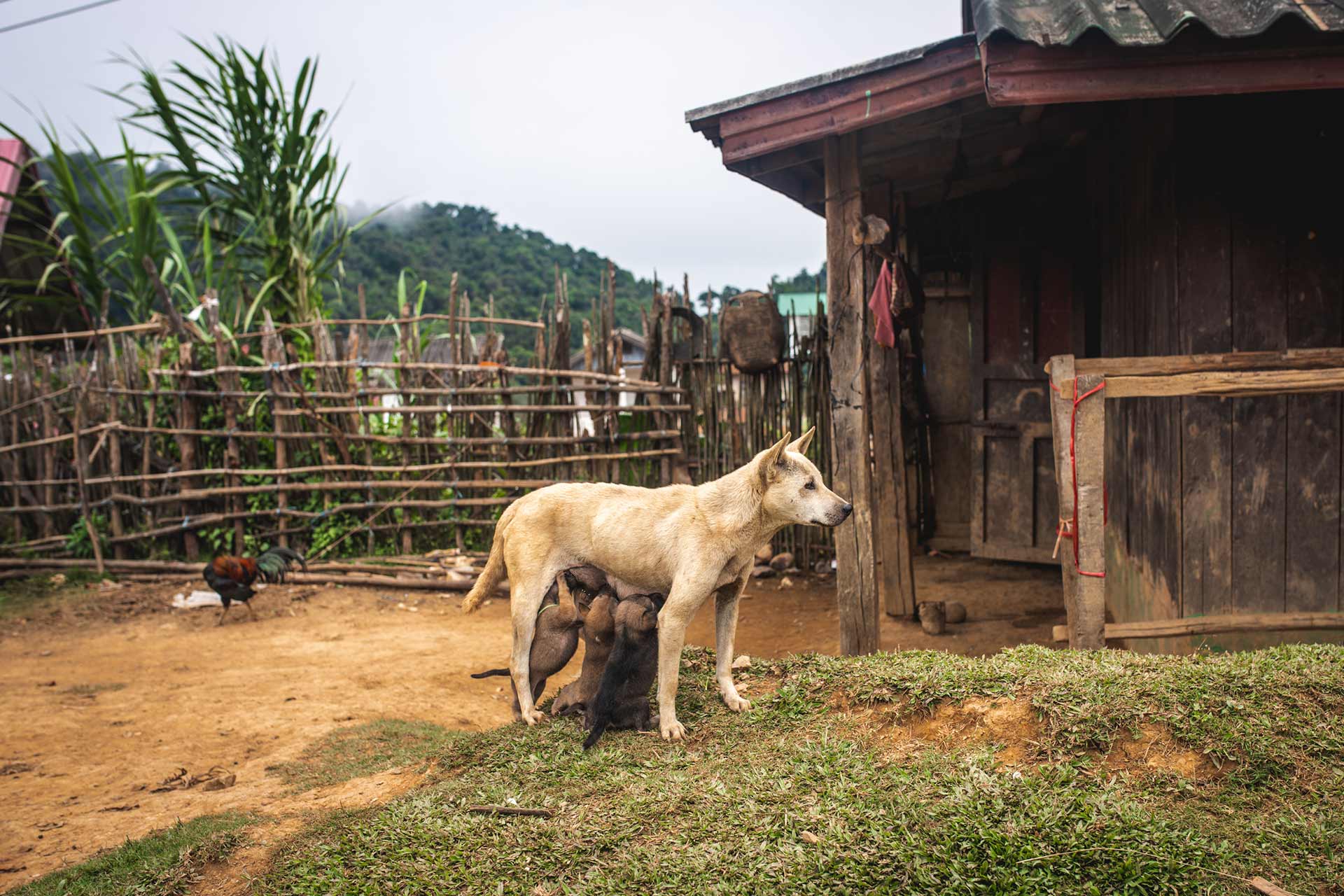 Embrace the vibrant energy of Muang La’s cultural heritage